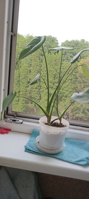 Продам монстеру різні