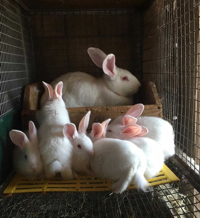 Кролі Термонська Біла ( Термонці)