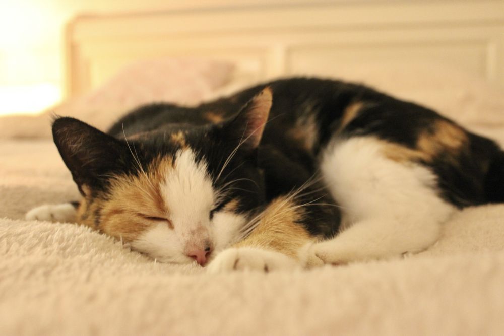 Kotka Calico szuka domu