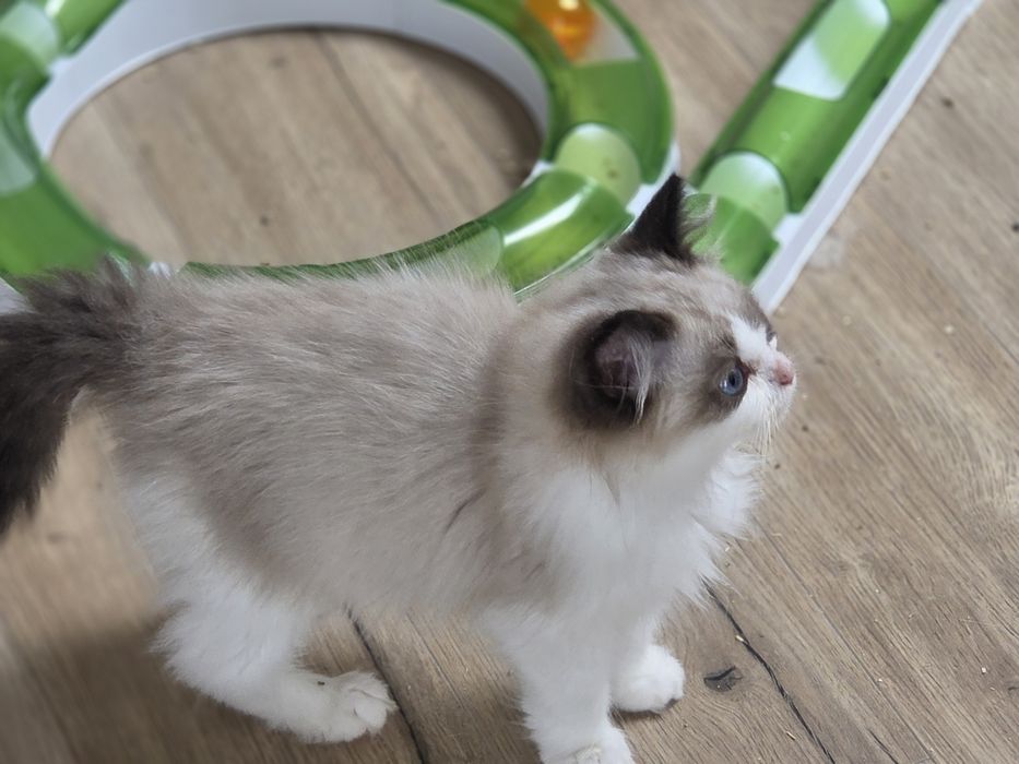 Kot RAGDOLL z rodowodem FPL