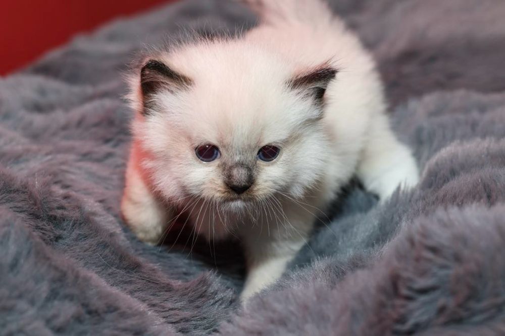 Ragdoll kotka o umaszczeniu seal mitted