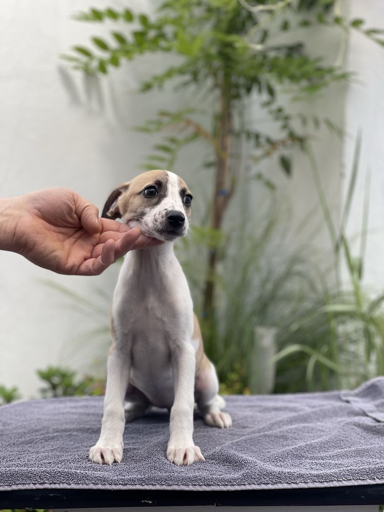 Piękna suczka Whippet ZKwP Revirado FCI do  odbioru