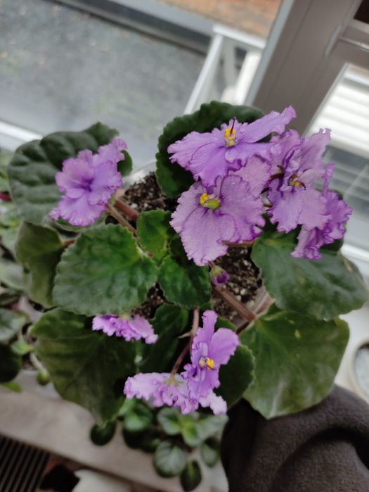 Вазони, фіалки, заміакулькас