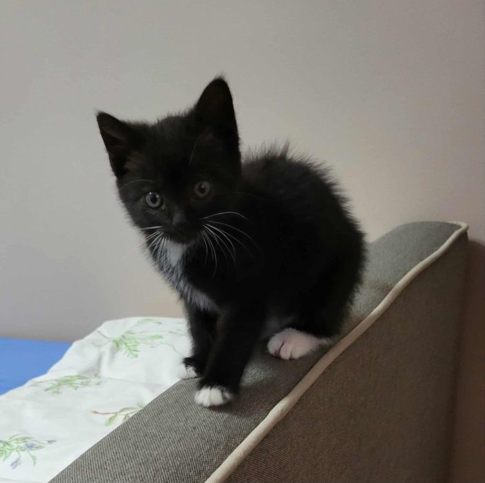 Mały kotek czarno biały