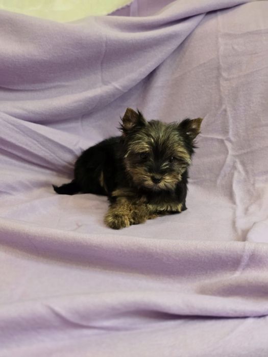 Piesek mini Yorkshire terrier