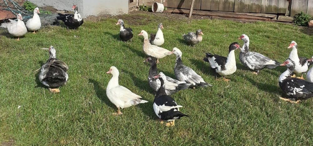 Kaczki francuskie ekologiczne