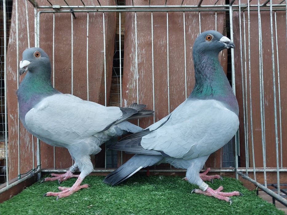 Gołębie barlesy barlessy pocztowe