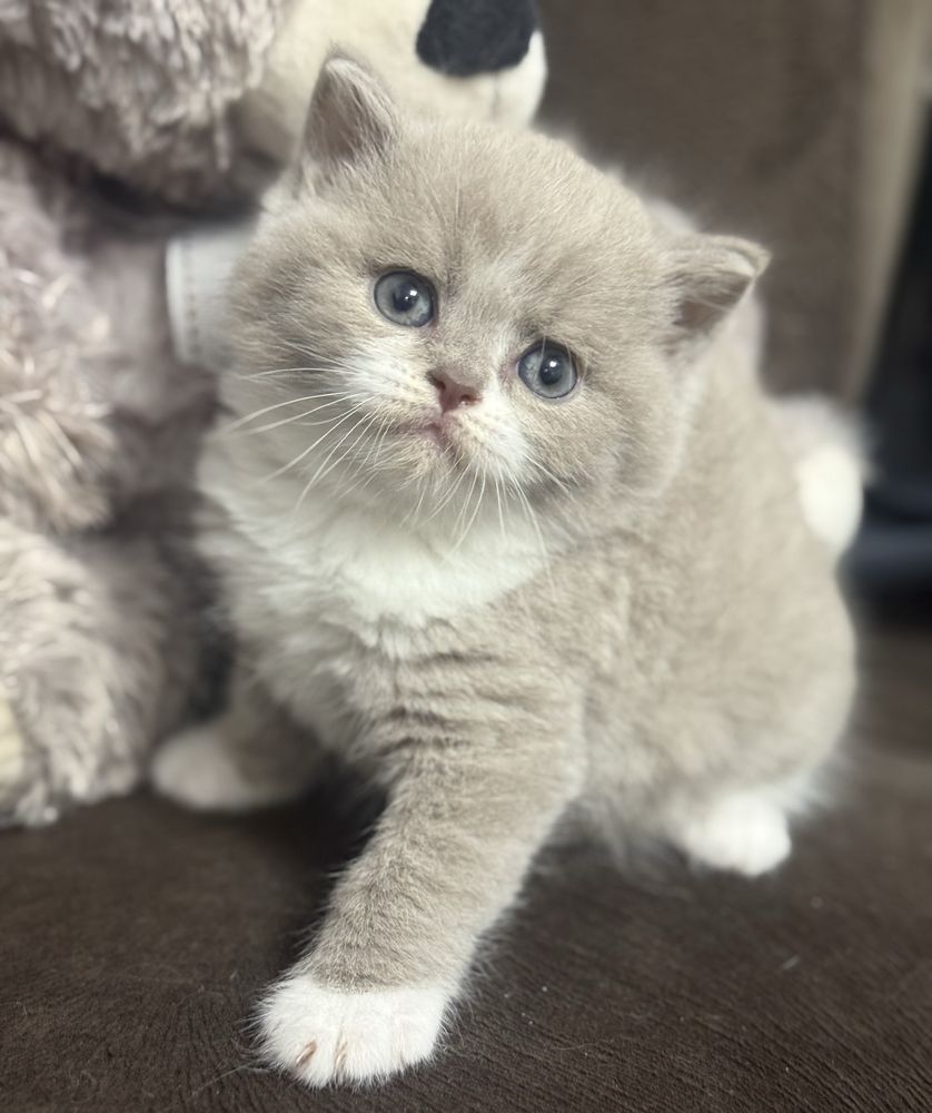 Kocur Brytyjski Liliowy Bicolor Kot Kotek