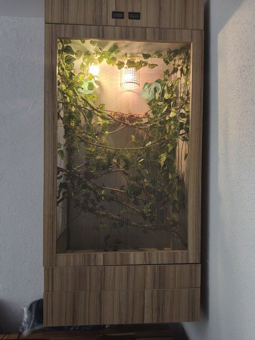 Terrarium dla kameleona