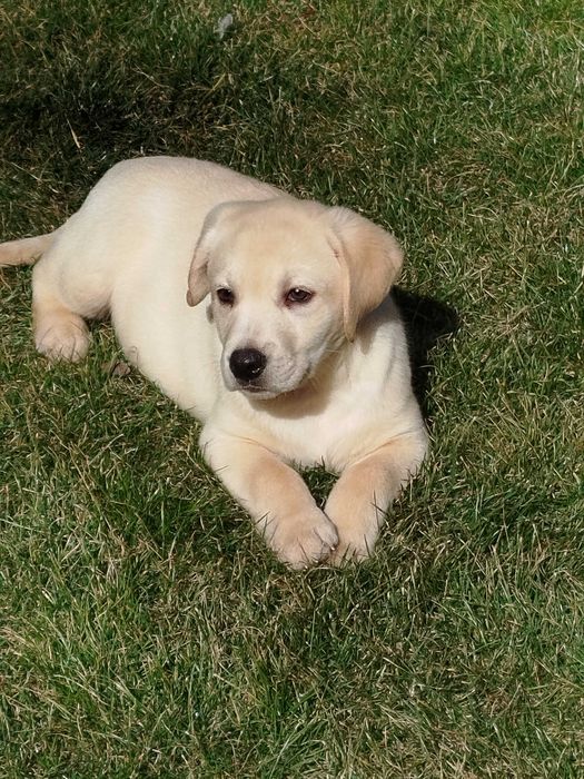 Labrador suczka tel.-5.7.5.3.0.2.0.3.9.