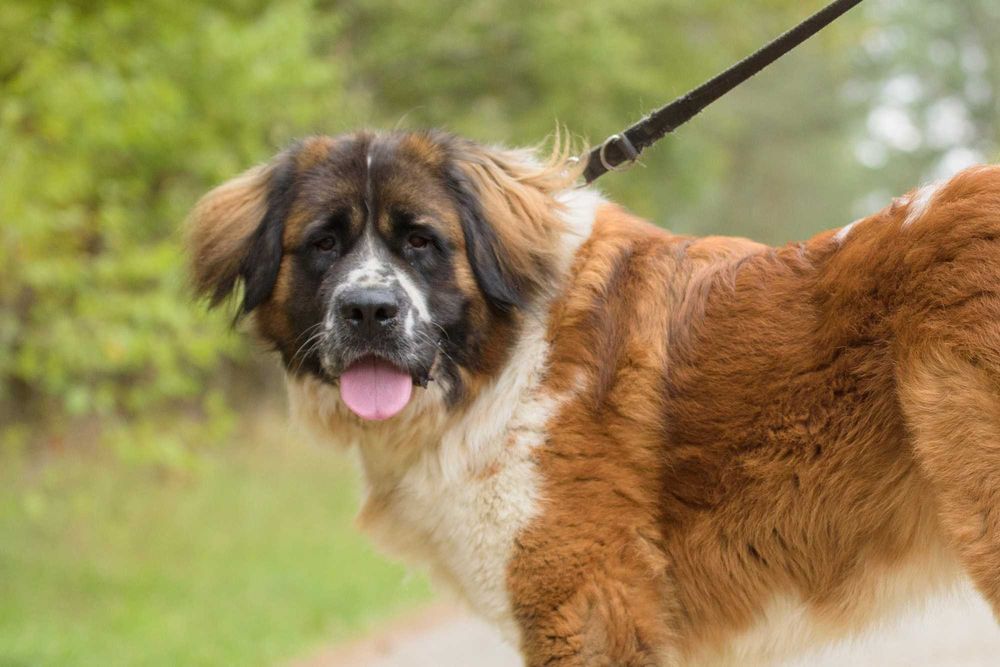 QUEEN - cudowna dama w typie bernardyna