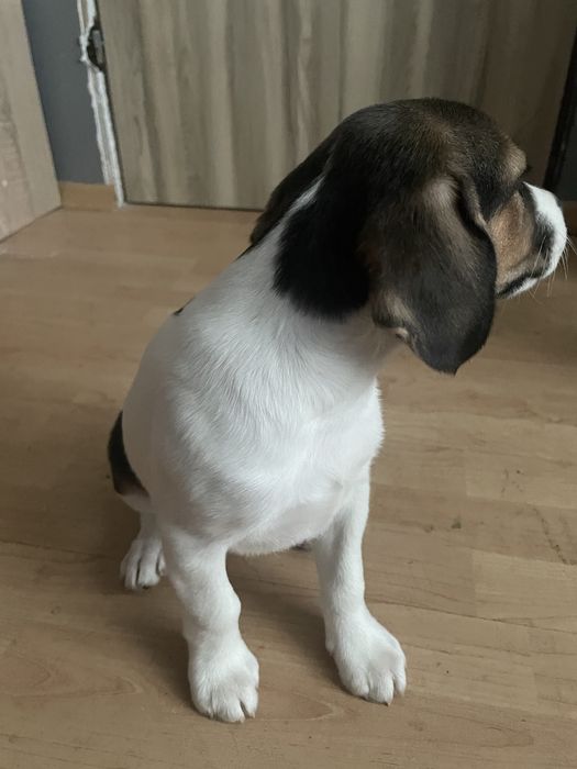 Beagle i beagle z owczarkiem australijskim