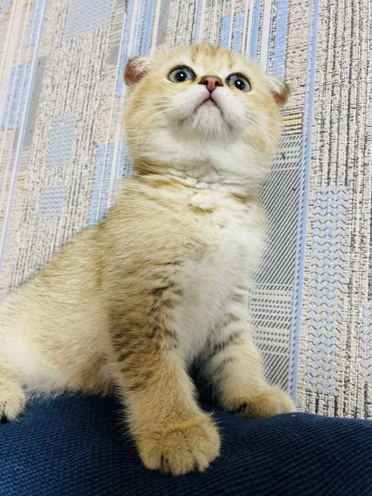 Дівчинка скотіш фолд