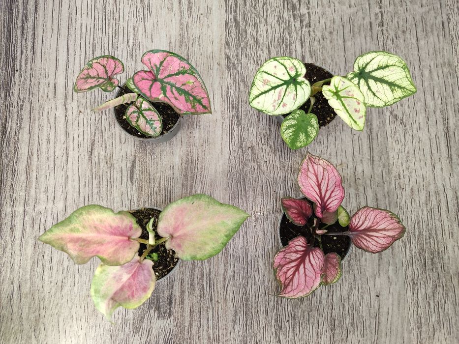 Каладіум рідкісних сортів