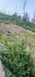 Terreno  para venda