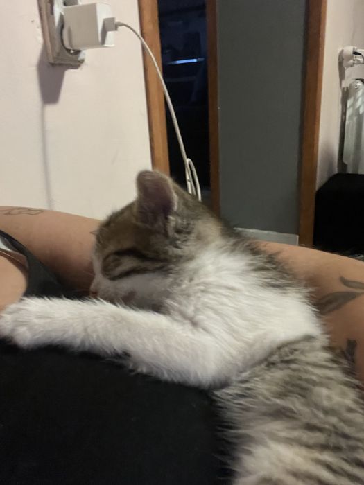 Oddam kotke za darmo