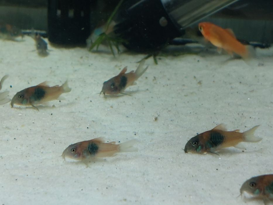 Kirysek wenezuela orange, wysyłam