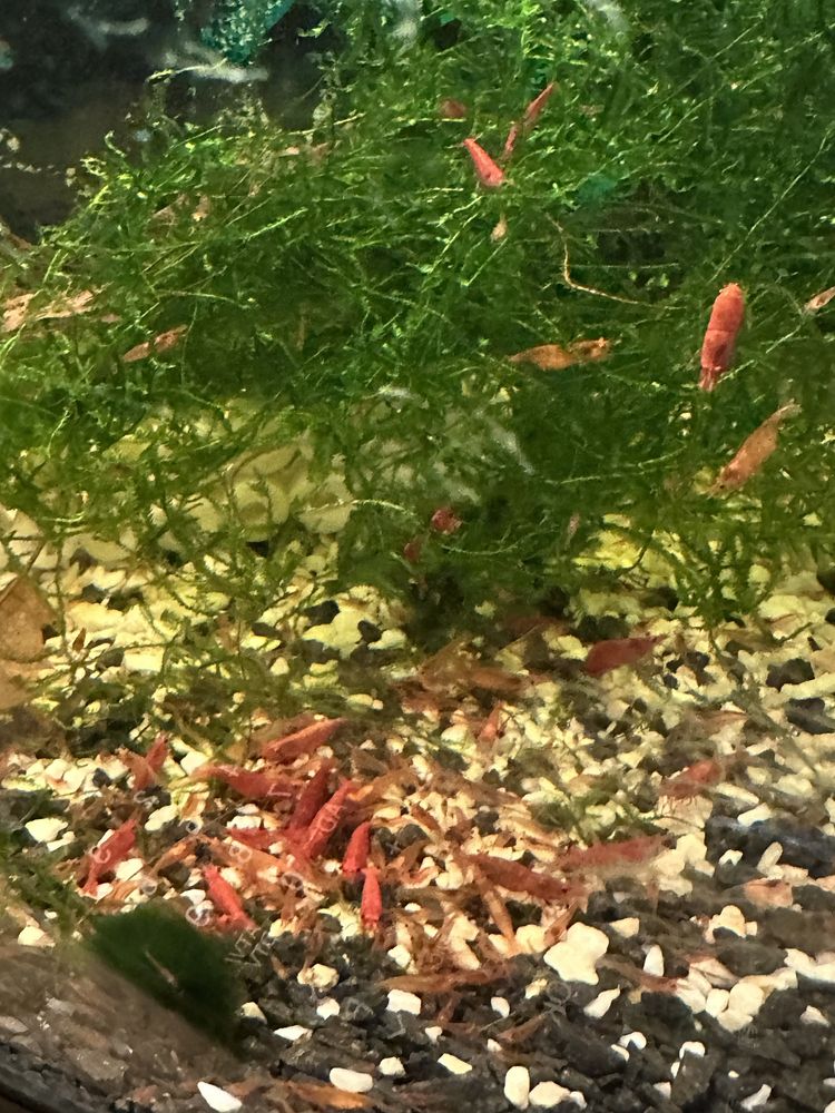 Krewetki neocaridina red cherry