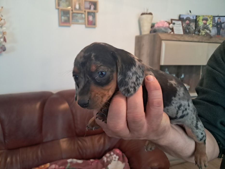 Jamnik merle miniaturka