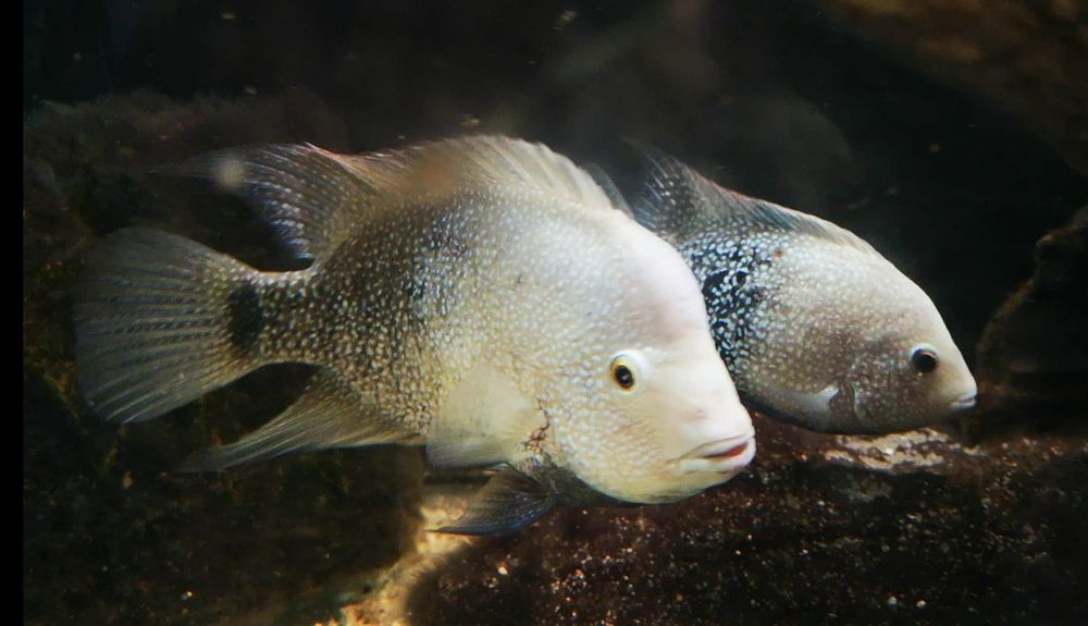 Pielęgnica Herichthys Cyanoguttatus