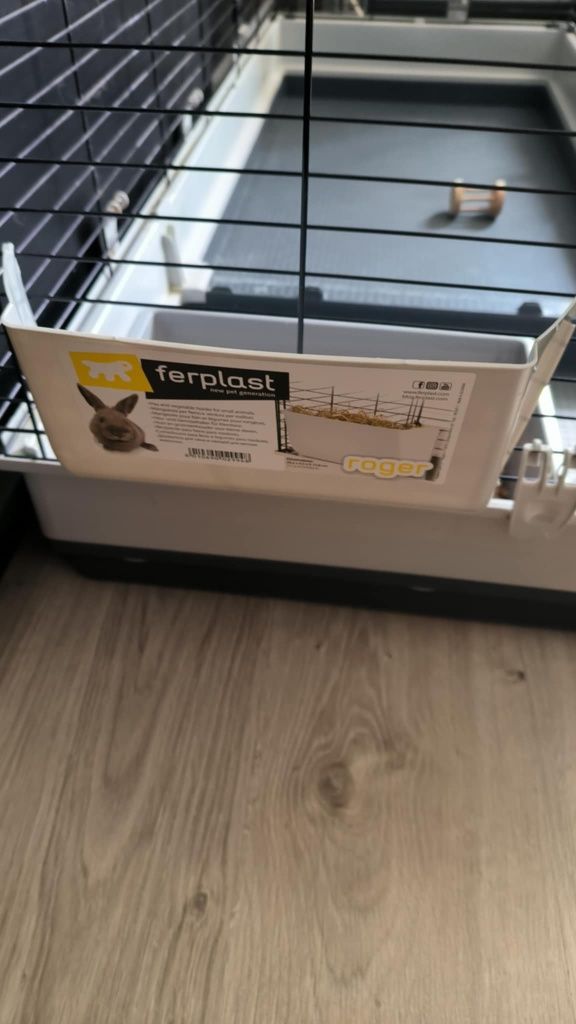 Króliczek mini lop