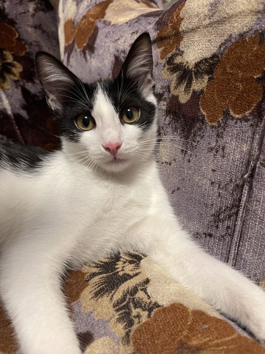 Кошечка в добрые руки СРОЧНО