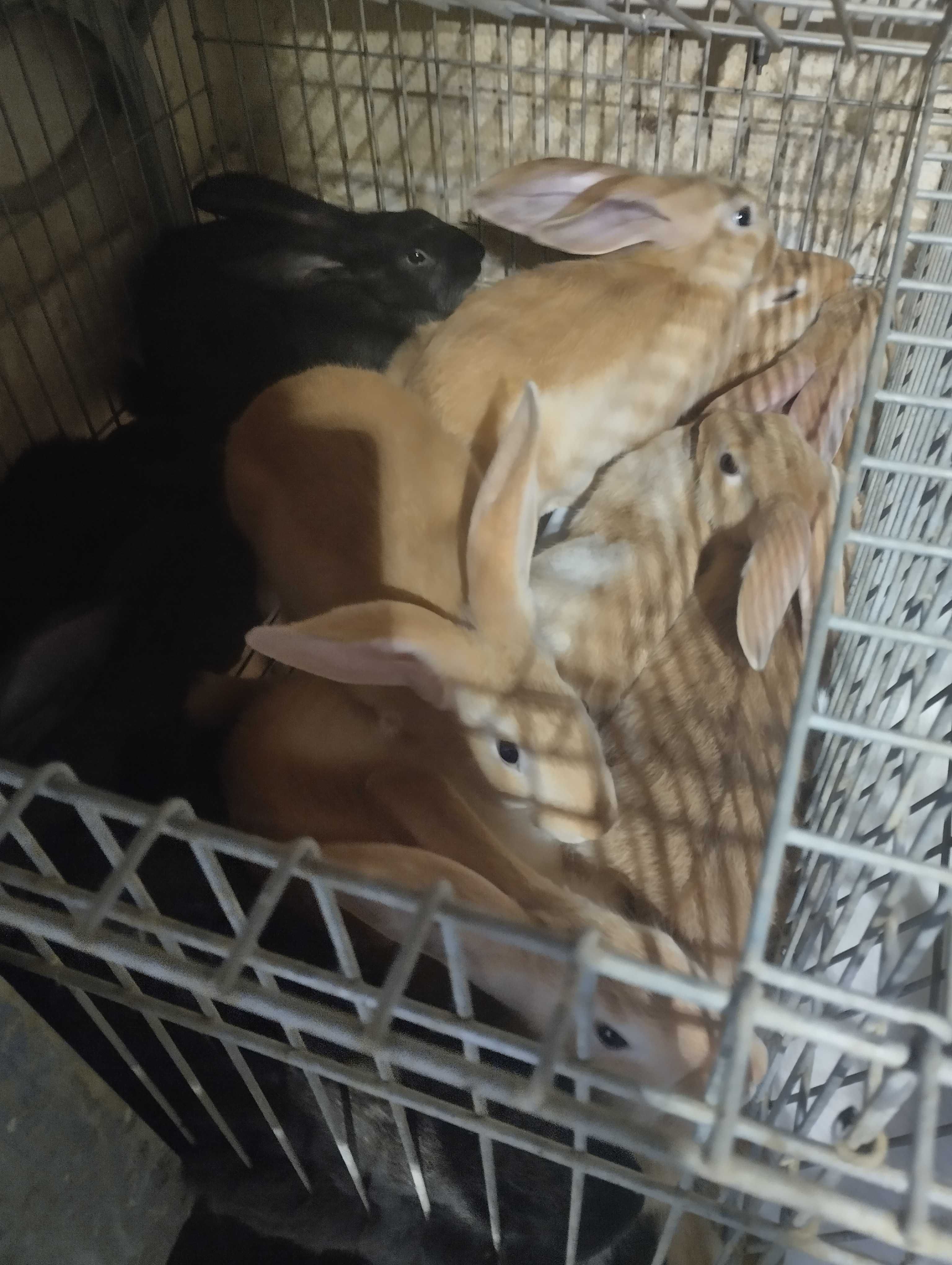 Vendo coelhos boa raça de carne