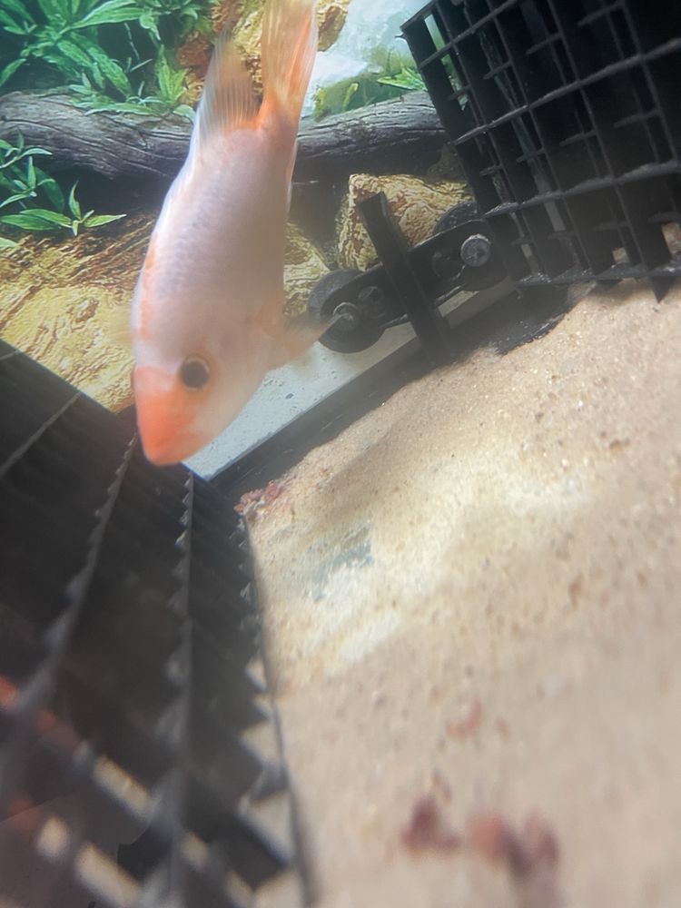 peixe midas (red devil) branco e laranja