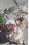 Shih tzu piesek czekoladowy 6 letni wykastrowany