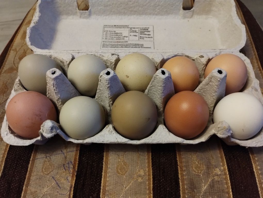 Kolorowe Jajka bez pasz