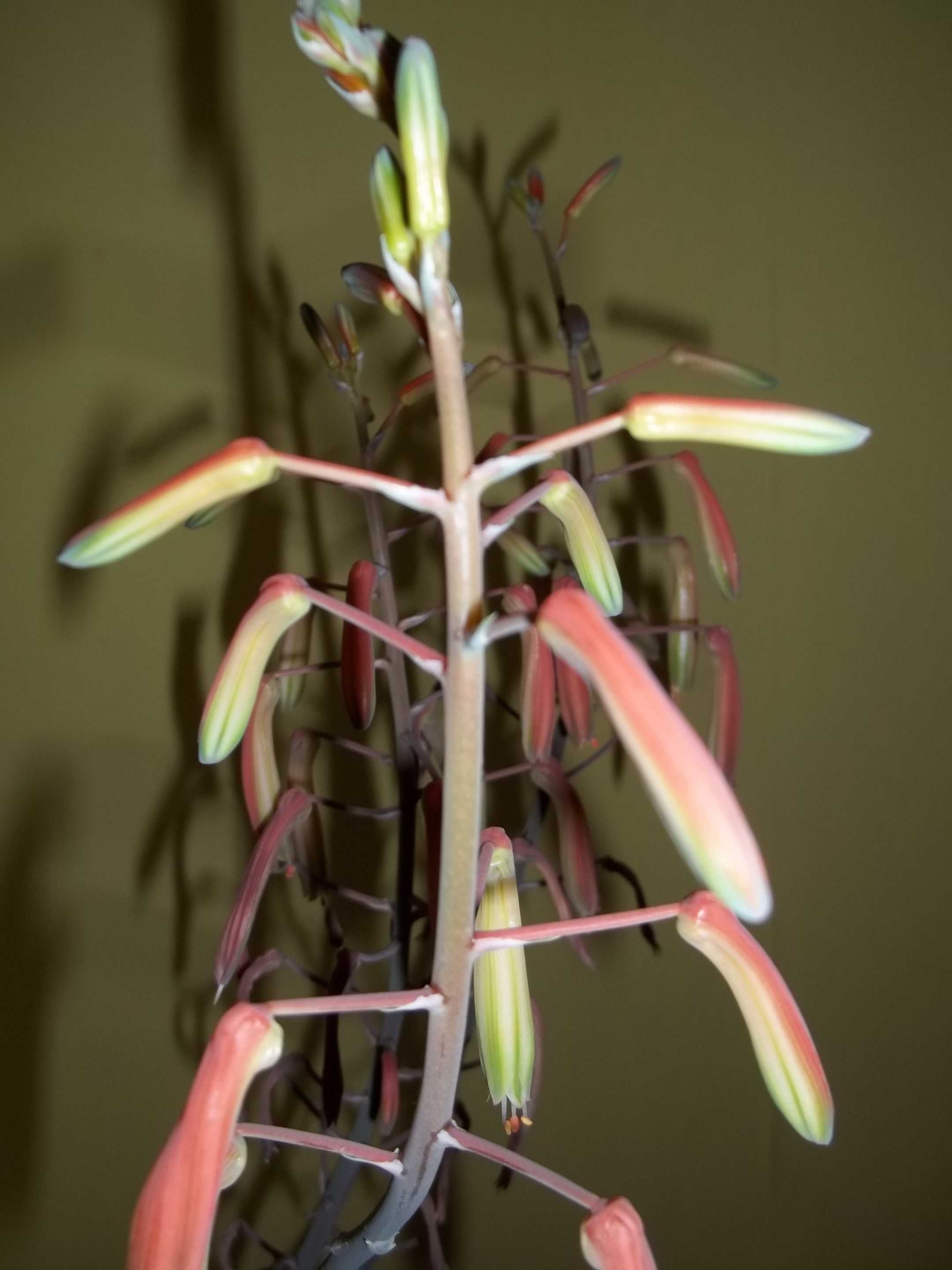 Aloes ościsty młoda roślina doniczkowa.Kwiaty.