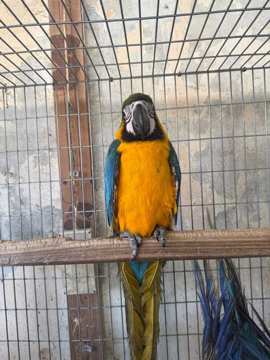 Jovens Araras Araraúnas