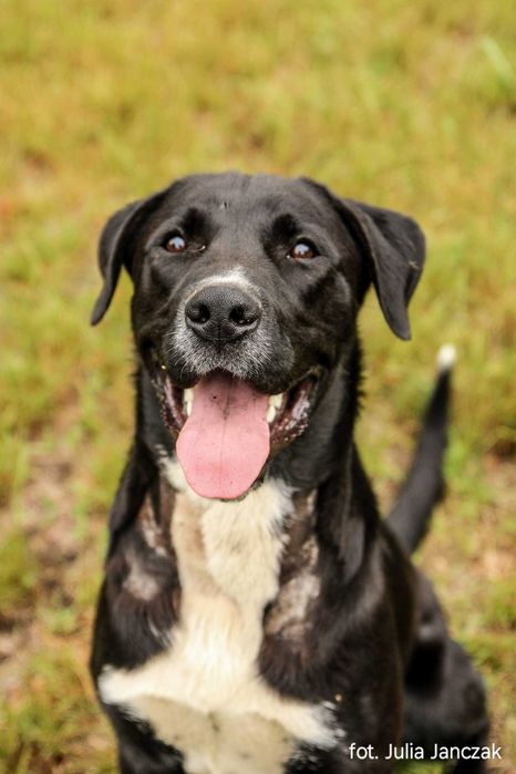 Synuś 2 letni psiak szuka domu !