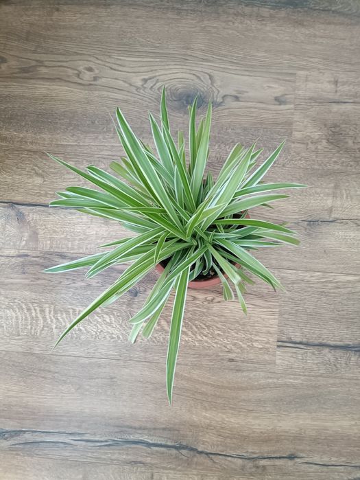 Kwiat doniczkowy zielistka zielistek trawka (duży)
Podana cena nie zaw