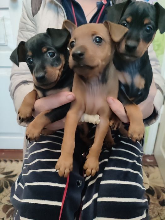 Цуценята цвергпінчера