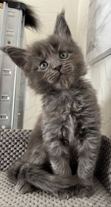 Котенок Мейн-кун девочка