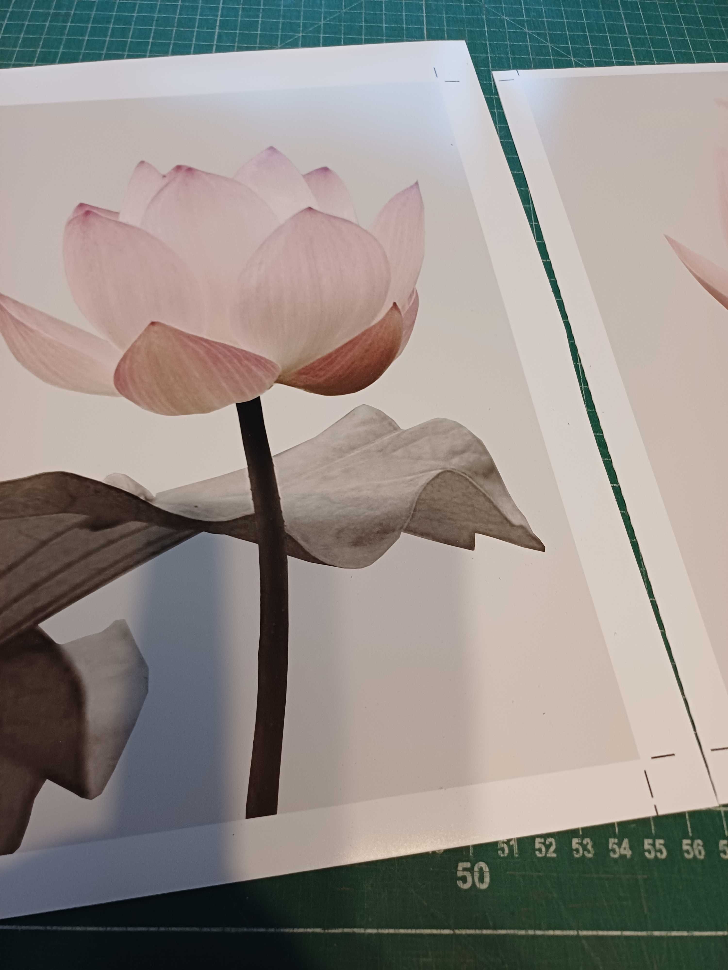3 plakaty a4 kwiaty lotosu (komplet)