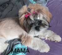 Piesek rasy SHIH TZU