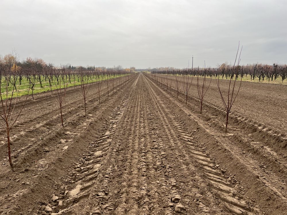 Zakladanie plantacji sadu Sadzenie drzewek jabłoni wiśni czereśni GPS