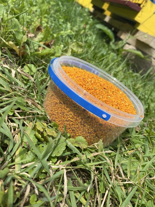 Пилок бджолиний, купити свіжий пилок 2025 року