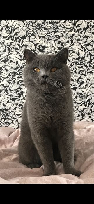 Котик в добрі руки