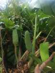 Fruto de Costela de Adão - ananás banana