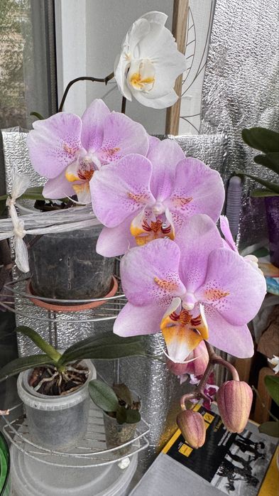 Обмін дітки орхідеї Pink Cloud