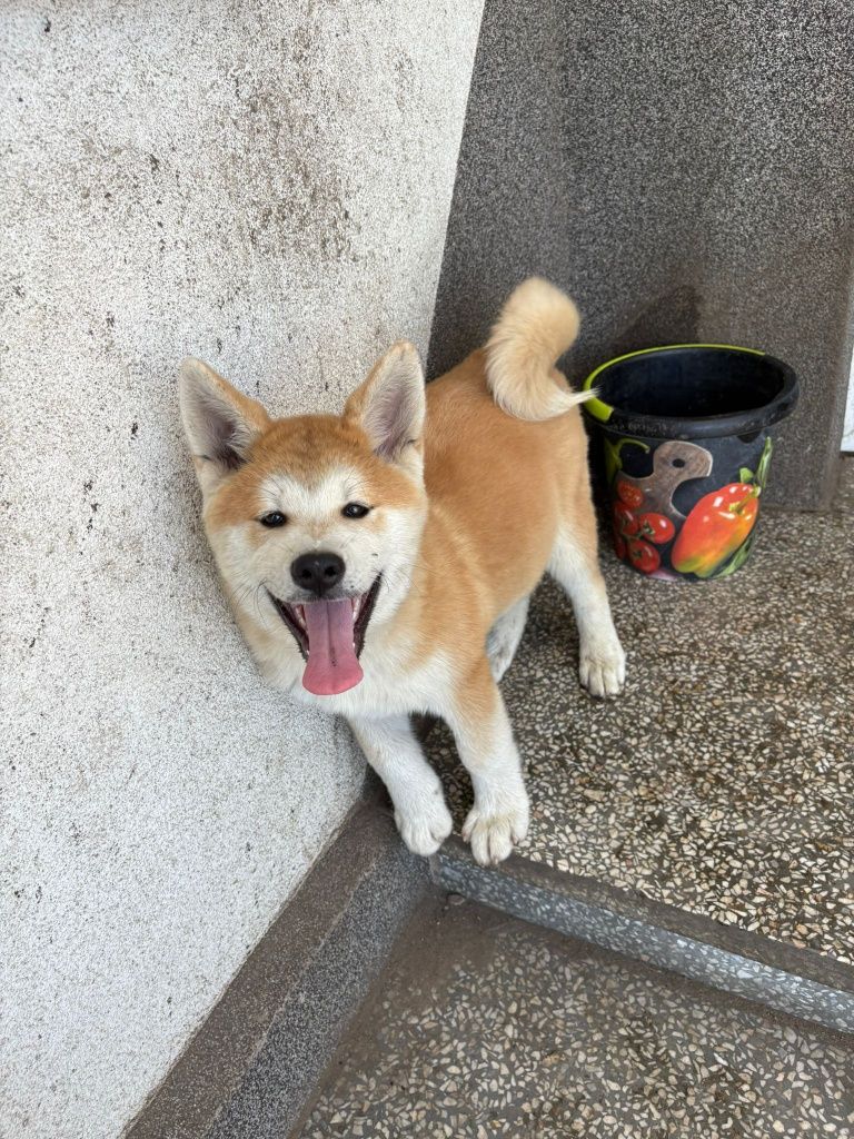 Akita Japońska (Inu) samiec nr 3