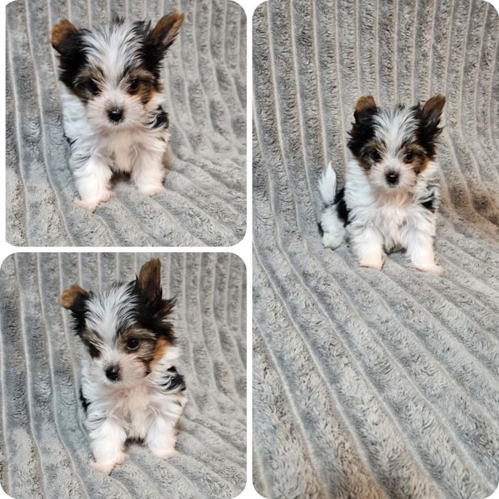 Mini York Biewer tricolor