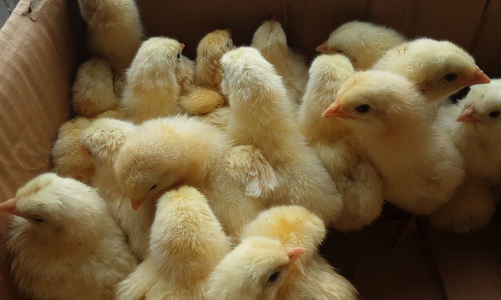 Циплята добові бройлер