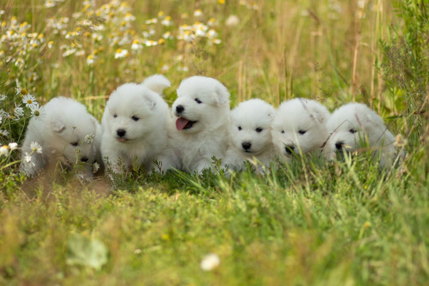 Samoyed chłopiec.  ZKwP,FCI.