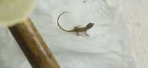 Młody Anolis sagrei