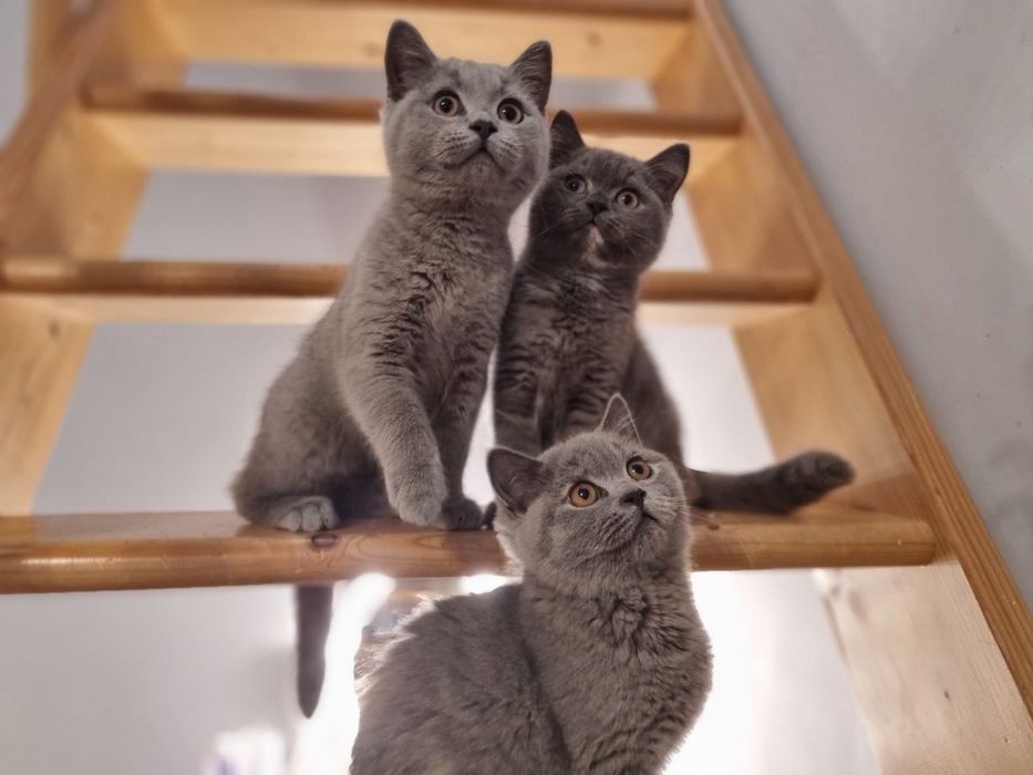 Kot brytyjski niebieski szylkret