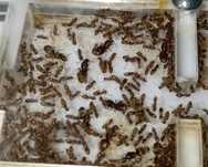 Lasius neglectus